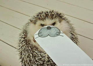 Illustration for article titled Hedgehog Impersonates Pikachu (and More)